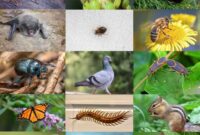What Do Huntsman Spiders Eat? Natural Pest Control in Action