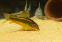 What Do Corydoras Eat? Aquarium Feeding Guide for Healthy Fish