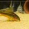 What Do Corydoras Eat? Aquarium Feeding Guide for Healthy Fish