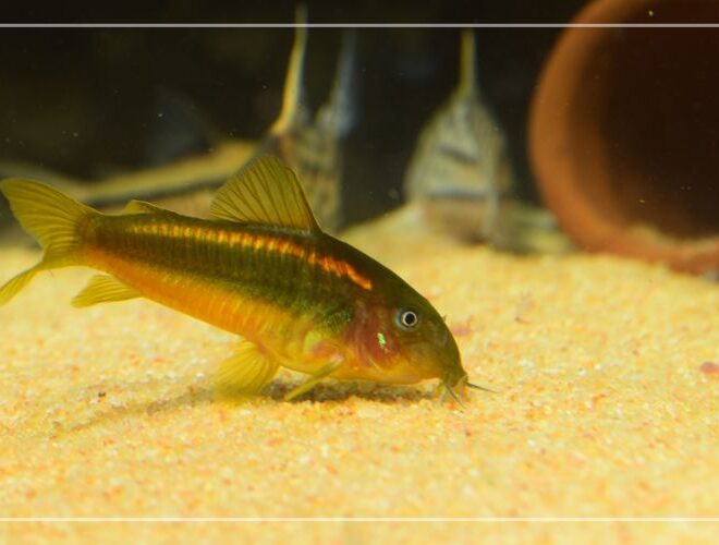What Do Corydoras Eat? Aquarium Feeding Guide for Healthy Fish