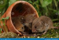 What Do Wild Mice Eat? Natural Diets and Habitat Habits