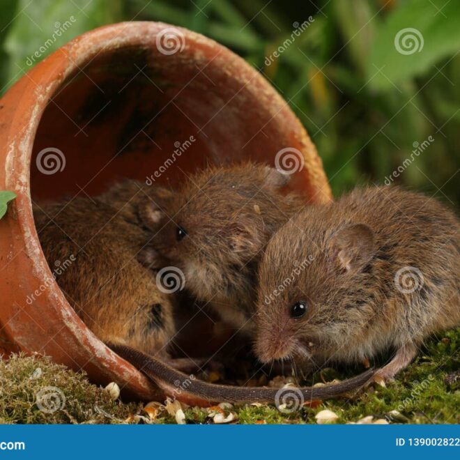 What Do Wild Mice Eat? Natural Diets and Habitat Habits