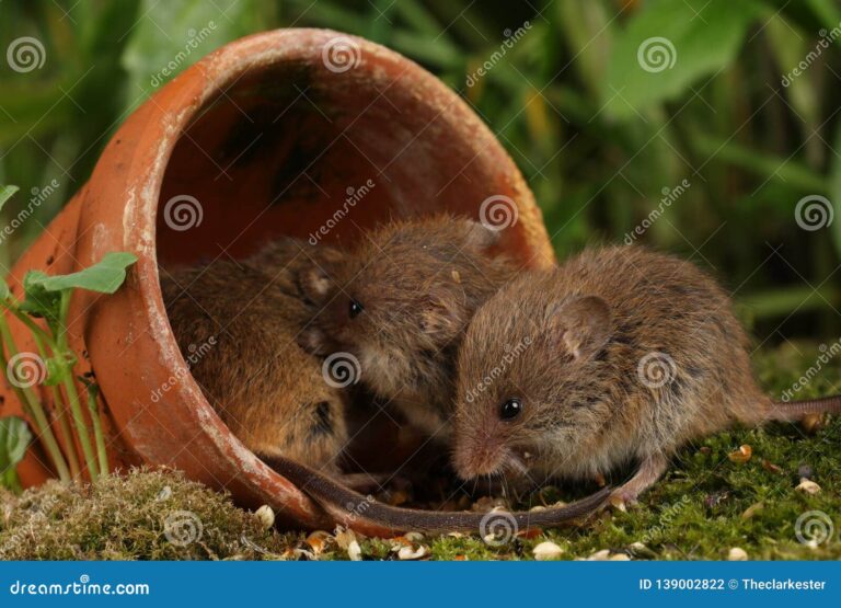 What Do Wild Mice Eat? Natural Diets and Habitat Habits