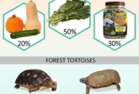 What Do I Feed a Tortoise? Safe Foods and Nutrition Guide
