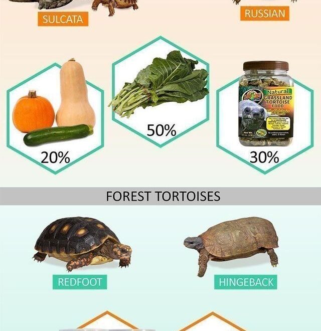 What Do I Feed a Tortoise? Safe Foods and Nutrition Guide