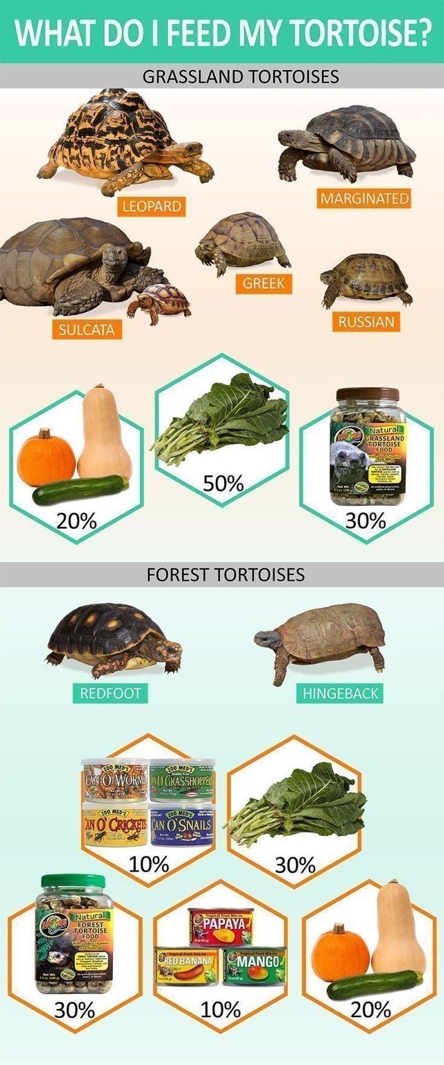 What Do I Feed a Tortoise? Safe Foods and Nutrition Guide