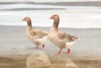 What Do Wild Geese Eat? Seasonal Feeding Patterns Explained