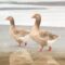 What Do Wild Geese Eat? Seasonal Feeding Patterns Explained