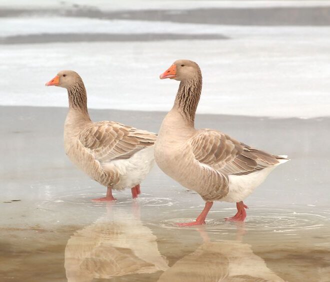 What Do Wild Geese Eat? Seasonal Feeding Patterns Explained