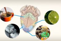 What Do People Taste Like? Science Sensation and Curiosity Explained