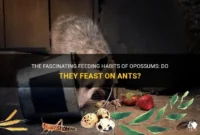What Do Opossums Eat? Natural Diets and Urban Feeding Habits