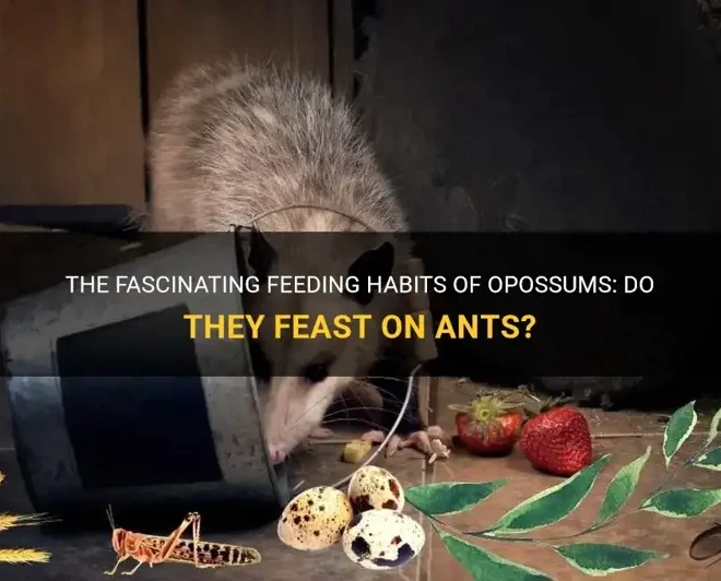 What Do Opossums Eat? Natural Diets and Urban Feeding Habits
