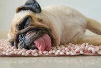 What Do Dogs Dream About When They Cry? Canine Sleep Secrets Revealed
