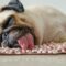 What Do Dogs Dream About When They Cry? Canine Sleep Secrets Revealed