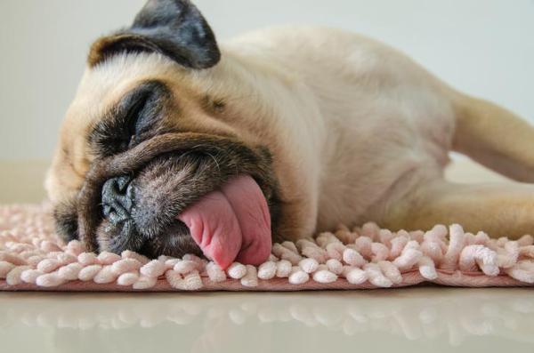 What Do Dogs Dream About When They Cry? Canine Sleep Secrets Revealed