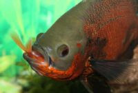 What Do Oscar Fish Eat? Feeding Tips for Big Aquarium Fish