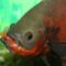What Do Oscar Fish Eat? Feeding Tips for Big Aquarium Fish