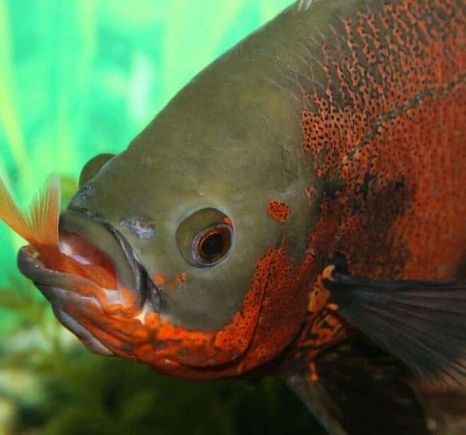 What Do Oscar Fish Eat? Feeding Tips for Big Aquarium Fish