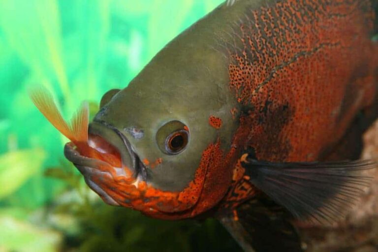 What Do Oscar Fish Eat? Feeding Tips for Big Aquarium Fish
