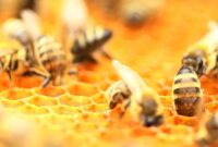 What Do Drone Bees Do? Their Role Inside the Hive Explained