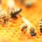 What Do Drone Bees Do? Their Role Inside the Hive Explained