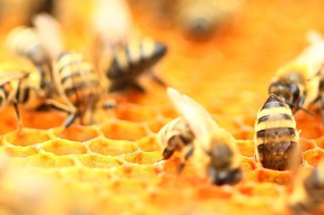 What Do Drone Bees Do? Their Role Inside the Hive Explained