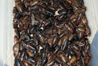 What Do I Feed Dubia Roaches? Nutrition Guide for Healthy Colonies