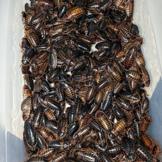 What Do I Feed Dubia Roaches? Nutrition Guide for Healthy Colonies