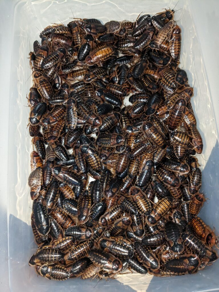 What Do I Feed Dubia Roaches? Nutrition Guide for Healthy Colonies