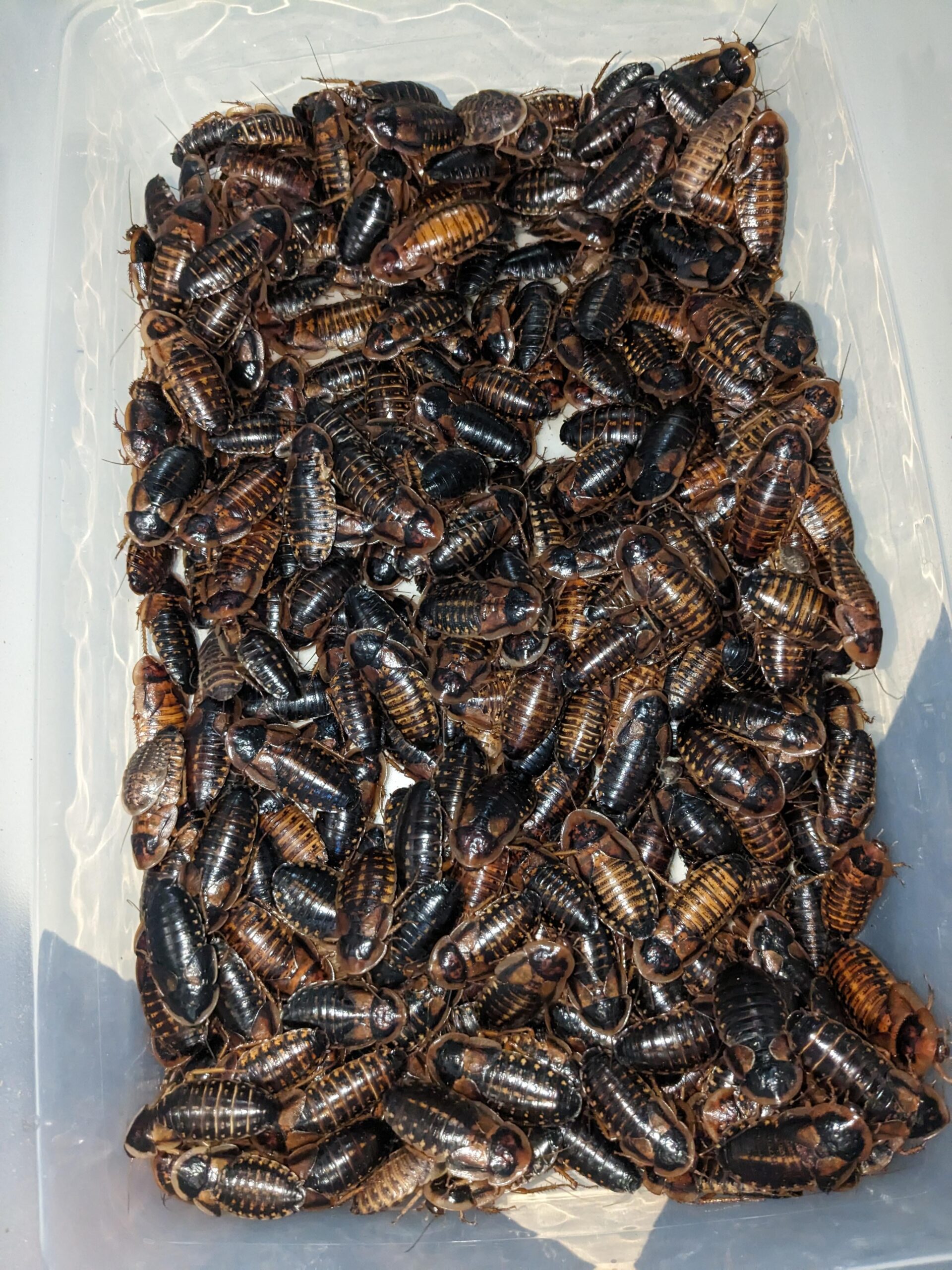 Image showcasing What Do I Feed Dubia Roaches? Nutrition Guide for Healthy Colonies
