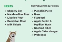What Do You Do When Your Dog Is Constipated? Safe Remedies and Vet Advice