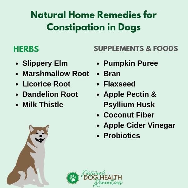 What Do You Do When Your Dog Is Constipated? Safe Remedies and Vet Advice