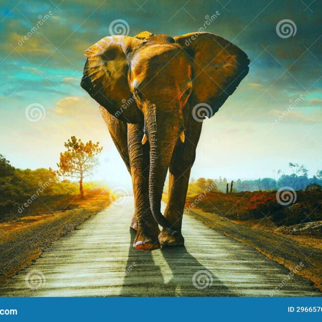 What Do Elephants Signify? Strength Wisdom and Good Fortune