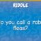 What Do You Call a Rabbit with Fleas? Funny Terms and Real Solutions