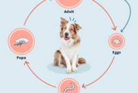 What Do Dog Flea Eggs Look Like? How to Spot an Infestation Early