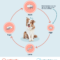What Do Dog Flea Eggs Look Like? How to Spot an Infestation Early