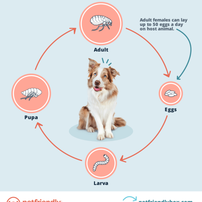 What Do Dog Flea Eggs Look Like? How to Spot an Infestation Early