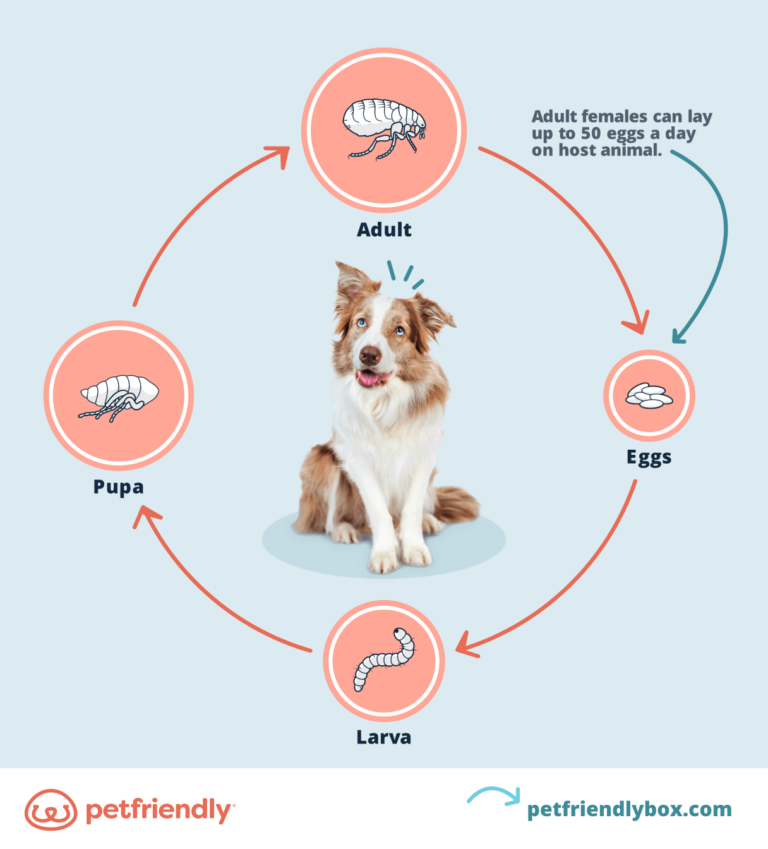 What Do Dog Flea Eggs Look Like? How to Spot an Infestation Early