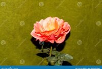 What Do Pink Roses Symbolize? Love Gratitude and Emotional Meaning