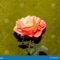 What Do Pink Roses Symbolize? Love Gratitude and Emotional Meaning