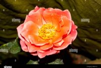 What Do Pink Roses Mean? Romance Gratitude and Emotional Symbolism