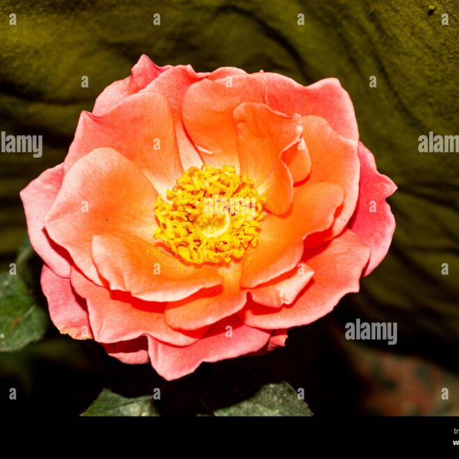 What Do Pink Roses Mean? Romance Gratitude and Emotional Symbolism