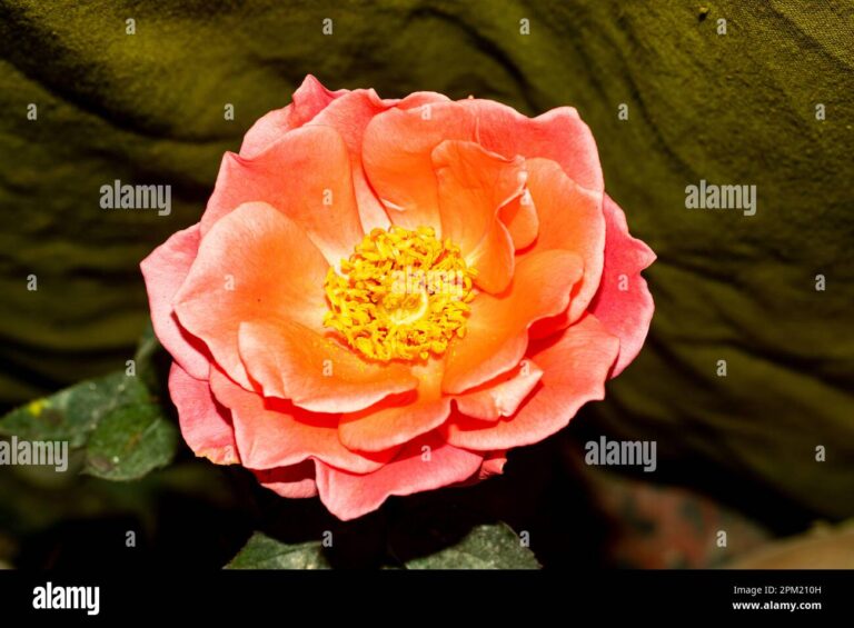 What Do Pink Roses Mean? Romance Gratitude and Emotional Symbolism