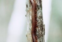 What Do Superworms Eat? Feeding Guide for Healthy Growth