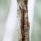 What Do Superworms Eat? Feeding Guide for Healthy Growth
