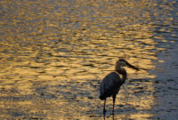 What Do Heron Birds Eat? Wetland Hunting and Feeding Habits