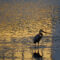 What Do Heron Birds Eat? Wetland Hunting and Feeding Habits