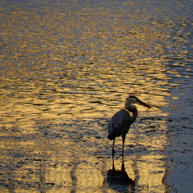 What Do Heron Birds Eat? Wetland Hunting and Feeding Habits