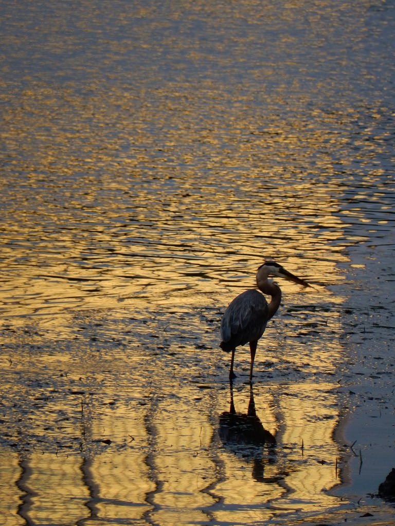 What Do Heron Birds Eat? Wetland Hunting and Feeding Habits