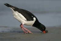 What Do Oystercatchers Eat? Coastal Birds’ Feeding Secrets